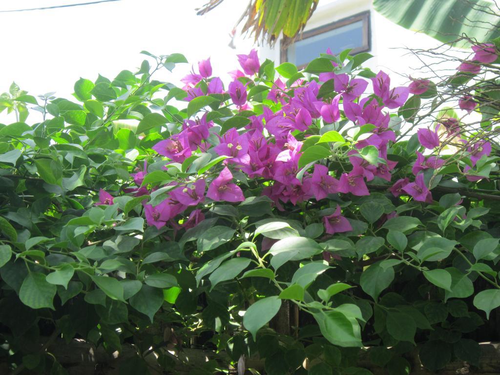 Local Beach Homestay Hoi An Zewnętrze zdjęcie